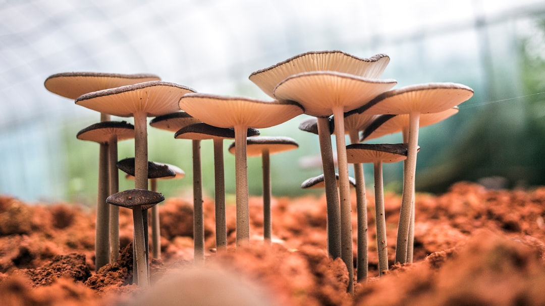 Photo mushrooms